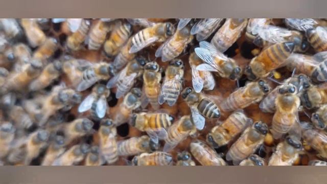 Расплод в ноябре, хана в феврале! смотреть онлайн