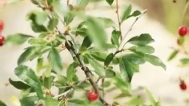 Поселок Родной презентация. смотреть онлайн