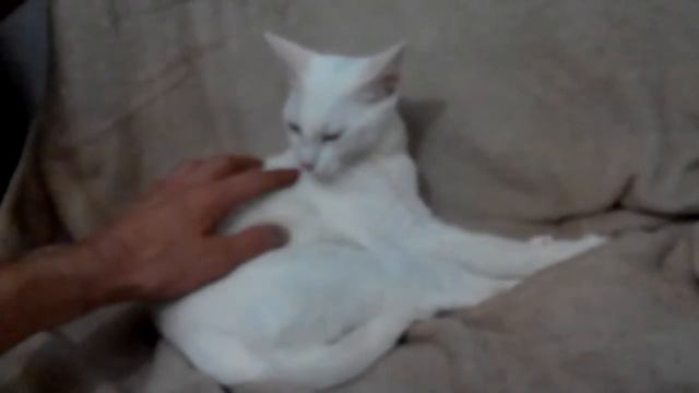 Глухая кошка смотреть онлайн