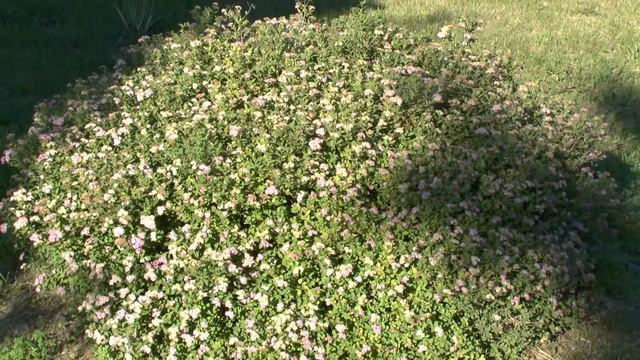 Spiraea Japonica Little Princess - Tuja.hu