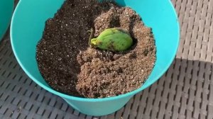 Как вырастить и ухаживать за манго от А до Я. ??