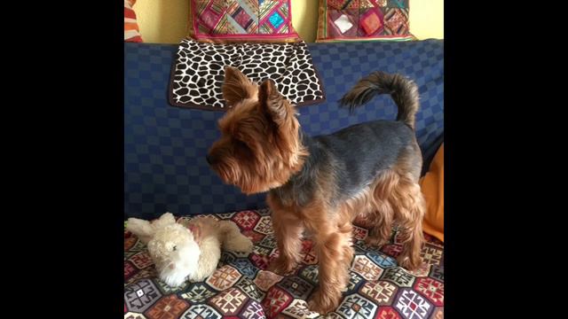 Йорк Мартын - больше, чем друг!