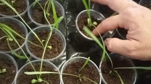 Пикировка Гацании (газании).