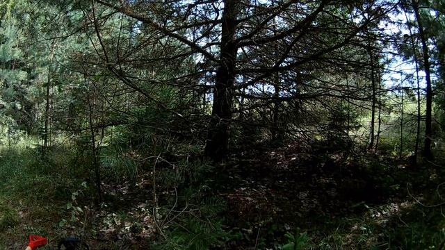 Там,где растет черника и багульник... смотреть онлайн