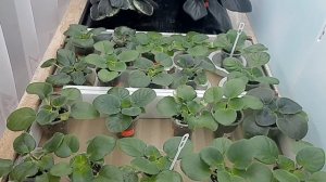 Фиалки! Детки, первая подкормка!