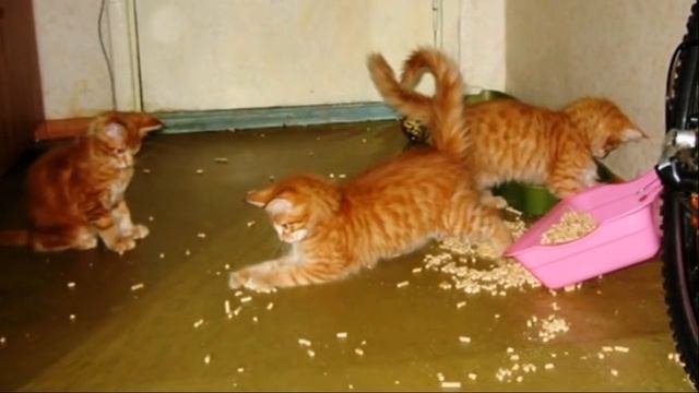 Четыре совета как отучить кошку от вредных привычек смотреть онлайн