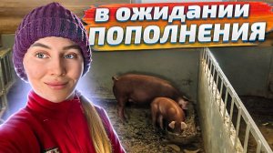 Мой насыщенный день в Тверской деревне. Как мы живем и трудимся в радость! Молодая Ферма