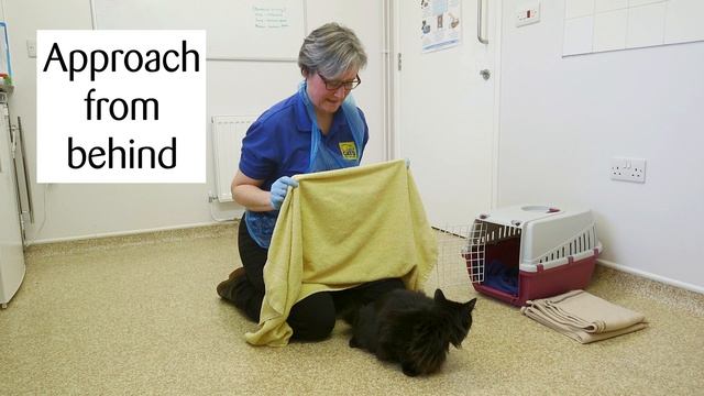 How to get a cat into a carrier смотреть онлайн