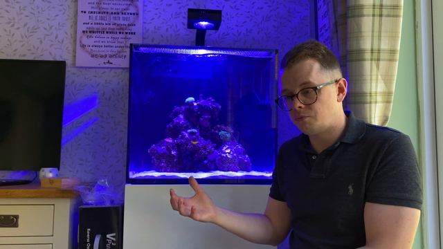 Mistakes were made!! Update no 4 - Canary Wrasse problems? New SPS corals and more смотреть онлайн