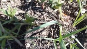 ՏՈՐՈՆ ԱՐՄԱՏՈՎ ՊԵՏՔ Է ՆԵՐԿԵԼ ԶԱՏԻԿԻ ՁՈՒՆ, ԻՆՉՊԵՍ ՃԱՆԱՉԵԼ ԱՅԴ ԽՈՏԱԲՈՒՅՍԸ?? МАРЕНА КОРНЕЙ КРАСИТЕЛЬ ??