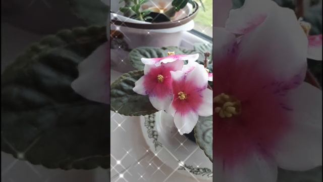 Моя красотка #фиалка