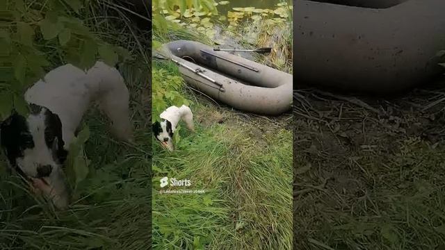 Утки нет, держи рыбу. смотреть онлайн