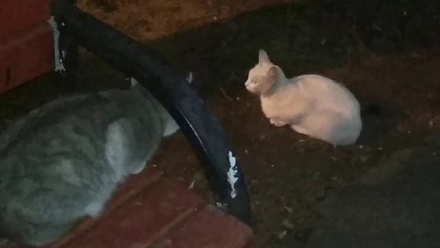 Белый кот (кошка?) Альбинос ?... смотреть онлайн