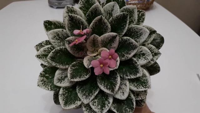 Фиалка Mac's Shangri-la Serendipity