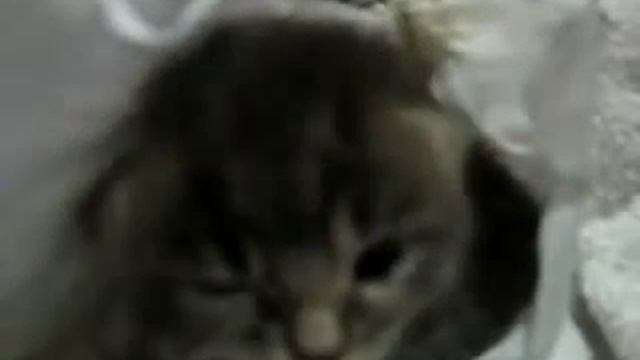 Котенок чихает! Смотреть всем )) Kitten sneezing! )) смотреть онлайн