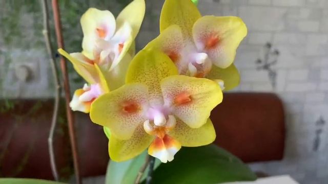 Phal. Yaphon Green Batman ( Brother Sara Gold × Chiada Spark ). смотреть онлайн