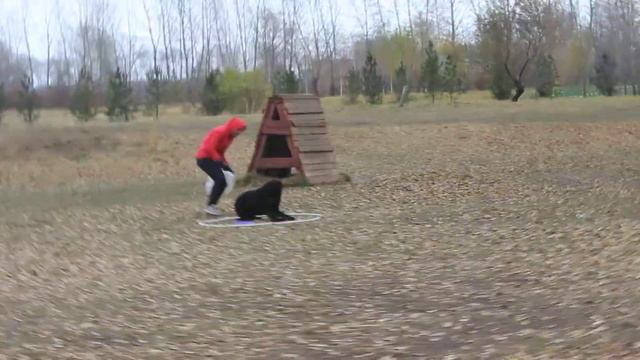 День Ризеншнауцера-2014 Красноярск. Белона