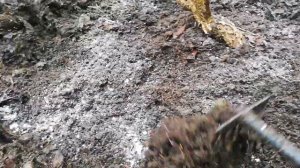 Вейгела весной  Срочно обрезать