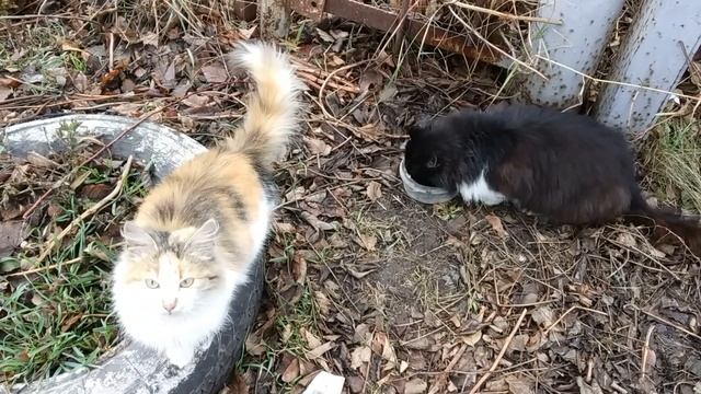 Кормила дачных котов 2 #добро #спасение #чудо смотреть онлайн