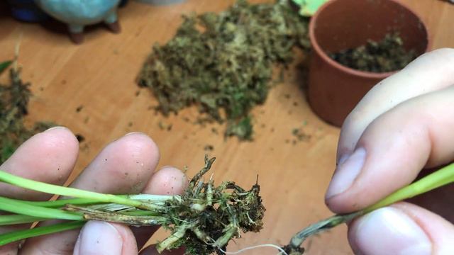 Масдевалия на запчасти смотреть онлайн