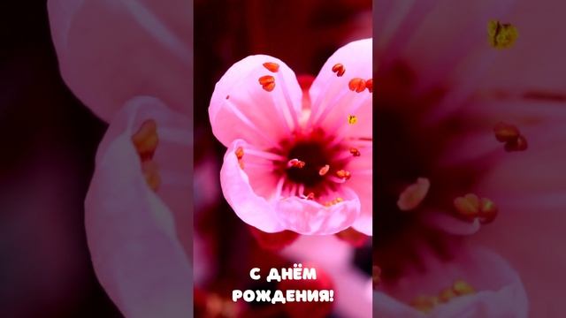 Видео открытка с днем рождения распускающийся цветок | SunPikRu смотреть онлайн