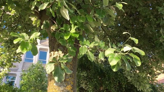 Whitebeam (Sorbus aria) - trunk & leaves - May 2018 смотреть онлайн
