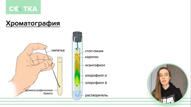 Хроматография за 5 минут | БИОЛОГИЯ ЕГЭ | СОТКА смотреть онлайн