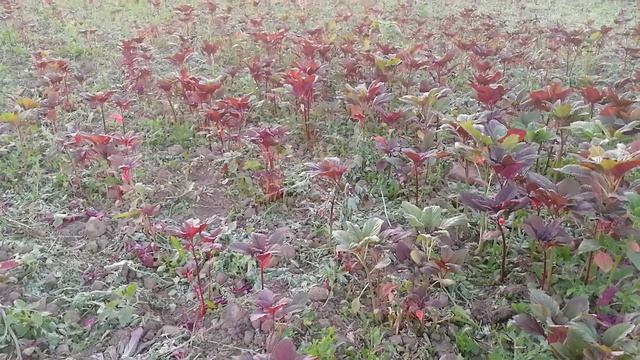 Амарант 03. Обработка амаранта от вредителя и подкормка удобрение амаранта в Казани