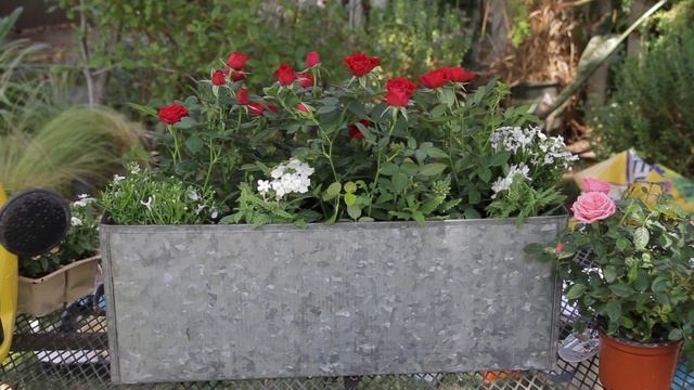 How to Use Roses in Window Boxes : Garden Space смотреть онлайн