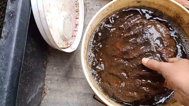 How To Grow & Care Hibiscus Plant I Repot Hibiscus Plant I गुड़हल फर्टिलाइजर I Hibiscus Fertilizer