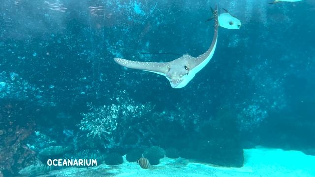 The Ultimate Ocean Experience Awaits // CEBU OCEAN PARK