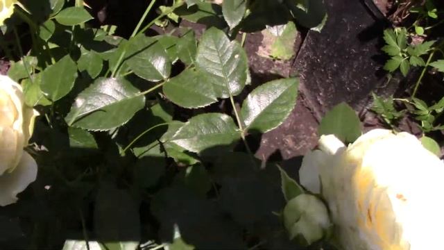 Цветение розы Lemon Rokoko ( Tantau Германия, 2016, флорибунда) 30.06.2018