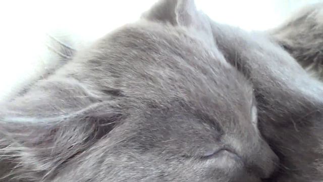 Котята мурлыкают смотреть онлайн