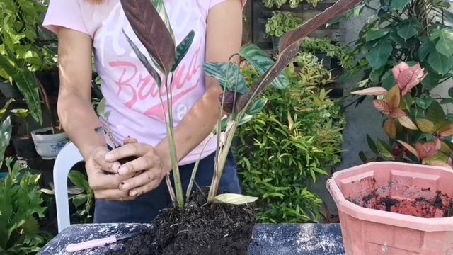 CALATHEA PROPAGATION // CTENANTHE SETOSA COMPACT STAR смотреть онлайн