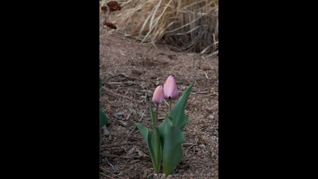12-04-11 tulips daffodils anemone grape hyacinth phlox.mp4 смотреть онлайн