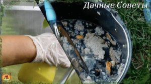 Желтеют листья огурцов Простое народное средство от пожелтения листьев на огурцах Проверенно годам