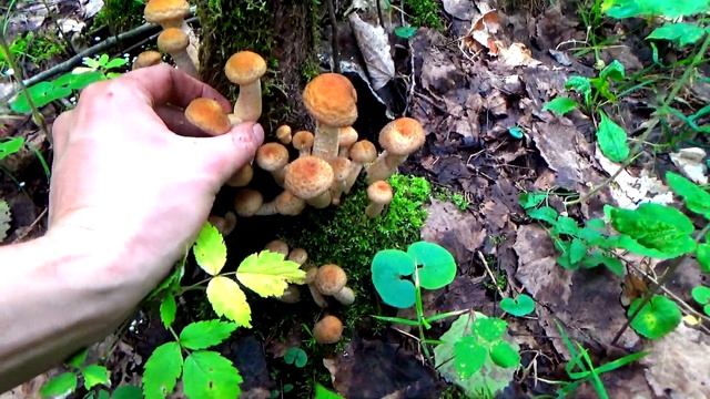 Опята осенние пошли! смотреть онлайн
