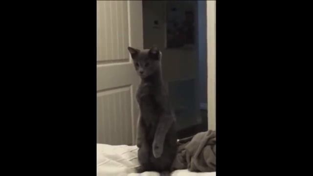 Очень смешная подборка про кошек. Ржал целый день. смотреть онлайн