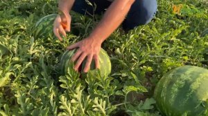 Супер ранний гибрид Арбуза / 52 026 F1