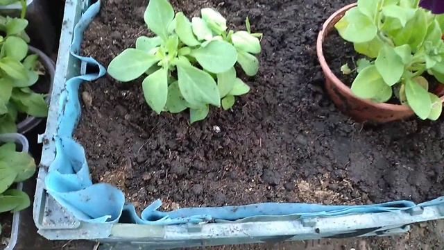 САЖАЮ ПЕТУНИЮ В МОБИЛЬНЫЕ ГРЯДКИ смотреть онлайн