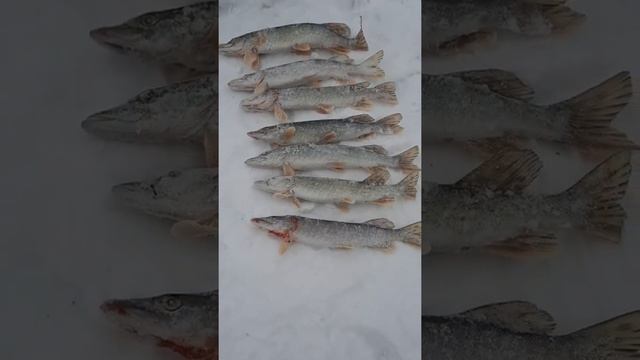 на рыбалке, бешеный клев щуки!#shorts #tiktok #рыбалка #щуки #первыйлед смотреть онлайн