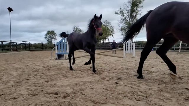 Glynnwood Cornet Colt смотреть онлайн