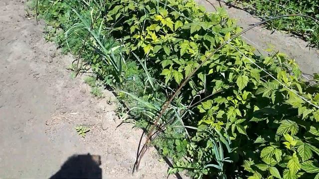 Как на месяц ускорить плодоношение ремонтантной малины смотреть онлайн