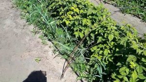 Как на месяц ускорить плодоношение ремонтантной малины