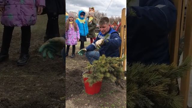 Как правильно посадить сеянец сосны? смотреть онлайн