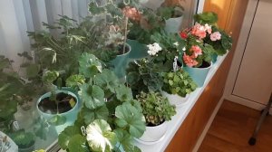 Возможно ли пышное цветение пеларгонии на северном балконе? Как светит солнце на мой балкон.