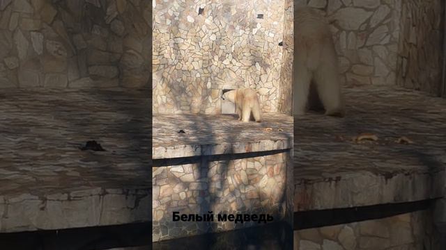 зоопарк санкт-петербург