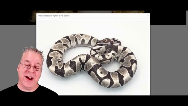 The Potential of the Scaleless Ball Python