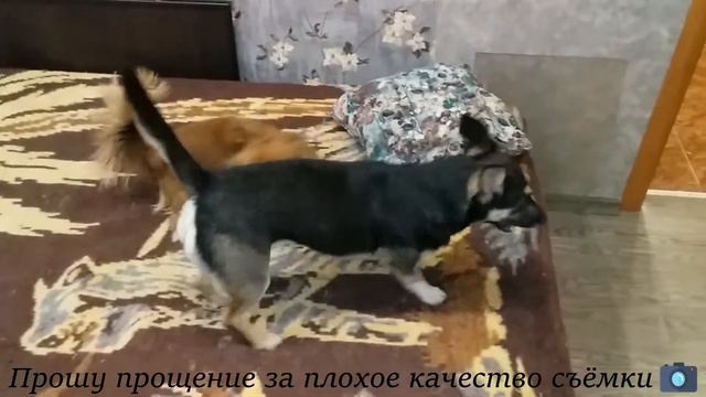 Видео Привет от наших хулиганок и Тимурки! смотреть онлайн