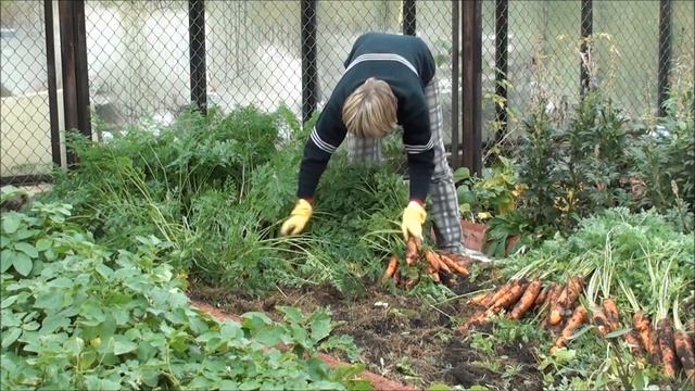 Уборка моркови на грядках без перекопки почвы. смотреть онлайн